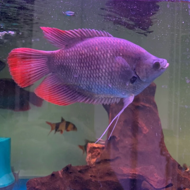 瀚幻红眼招财鱼战船鱼热带鱼活体红尾战船古代黑战船大型观赏鱼发财鱼