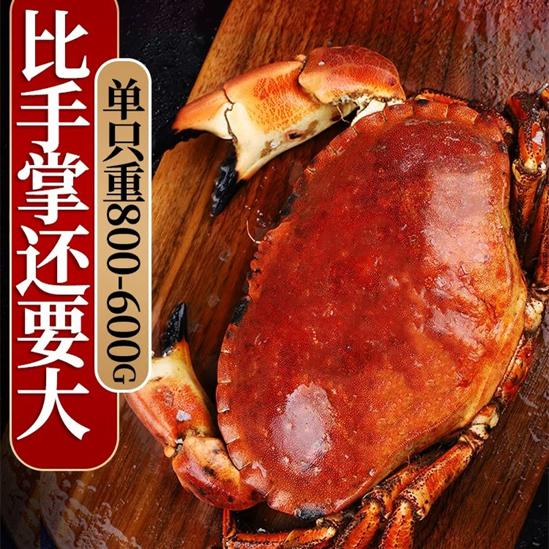熟凍面包蟹 黃金蟹母蟹膏蟹  黃道蟹 生鮮蟹類 熟凍面包蟹1000-800g*1只