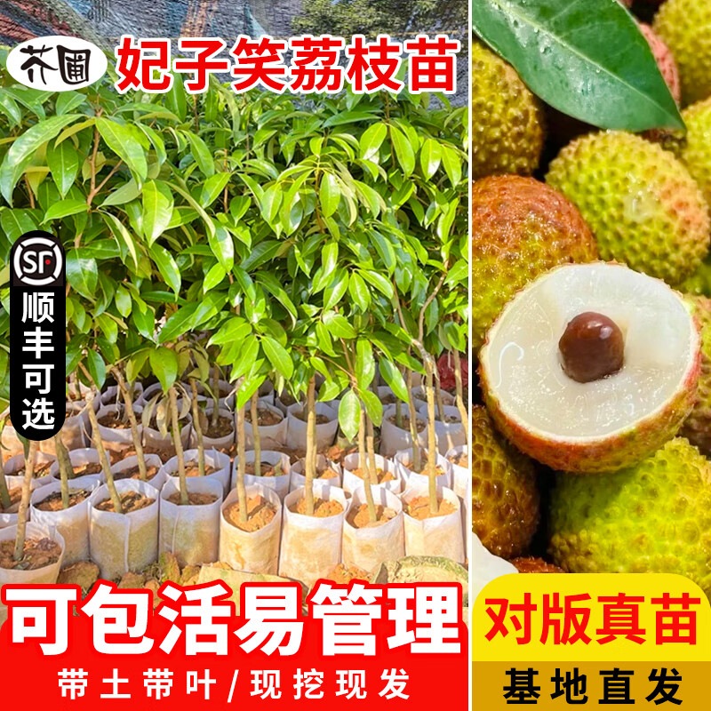 芥圃荔枝樹苖無核桂味果樹盆栽妃子笑嫁接水果樹苗糯米糍果苗結(jié)果 妃子笑荔枝嫁接苗3顆 售后包活3個(gè)月
