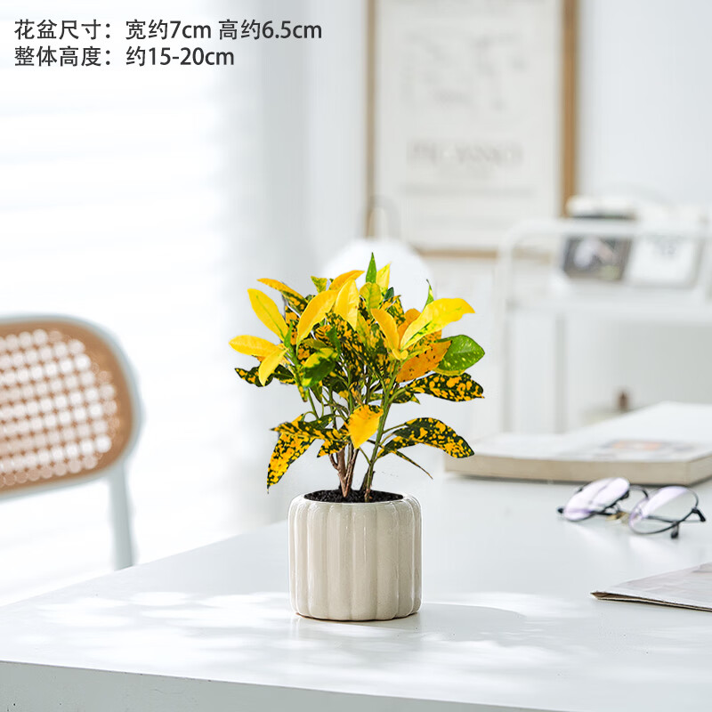 招财黄金木洒金榕盆栽室内阳台绿植花卉办公面四季好养观叶植物 听说