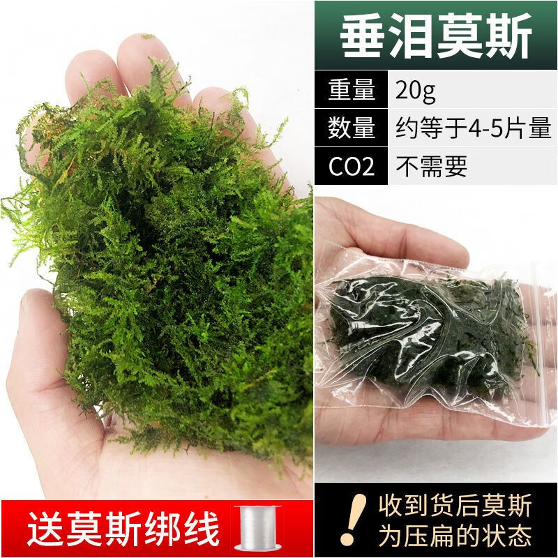莫斯水草散装莫丝阴性活体植物火焰大三角鹿角苔垂泪 散装垂泪莫斯