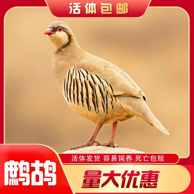 (精品 )1只鹧鸪(公母备注)