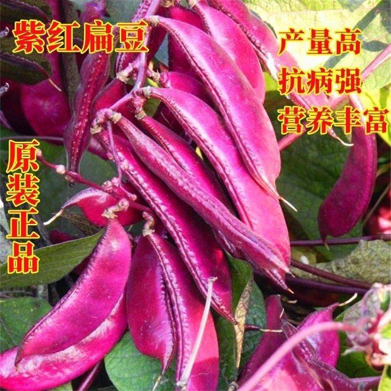 異卉扁豆種子種籽四季豆角梅豆角紅眉豆蔬菜梅豆孑架豆菜豆峨眉豆種冬 紫紅眉豆種子精品原裝5包【約100?！?送贈品