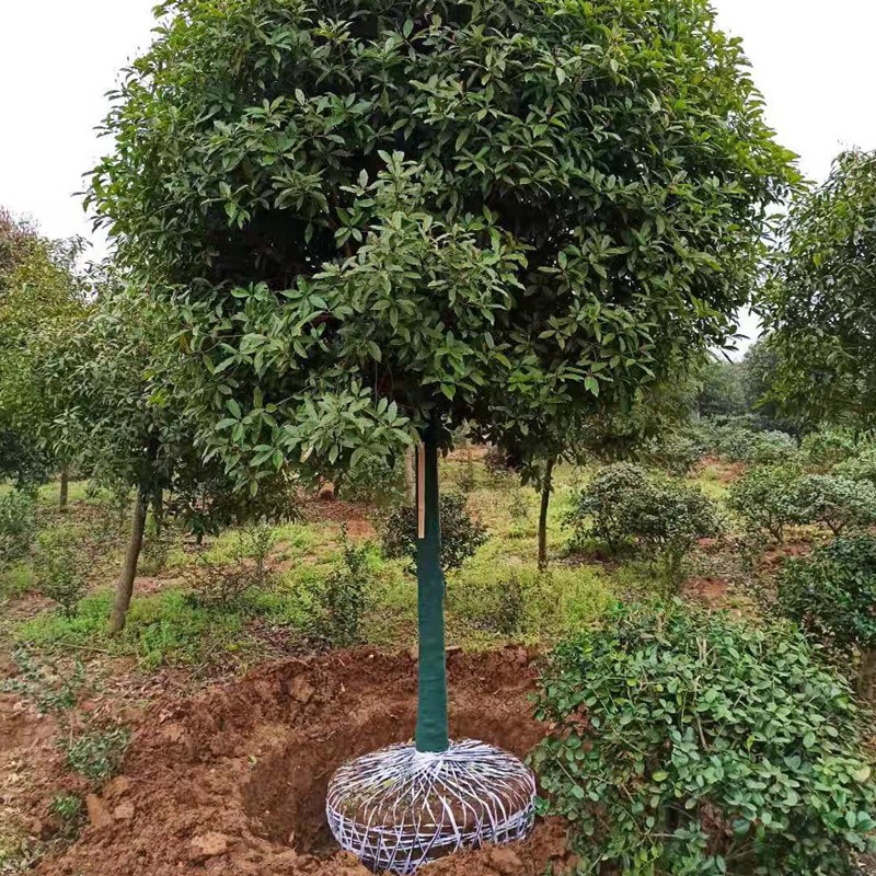 滨淇桂花树苗地栽庭院常青浓香型金桂丹桂绿化苗/8公分粗1棵原生