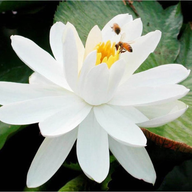 四季迷你睡莲盆莲 种藕水莲花小睡莲水培睡莲鱼缸盆栽莲花荷花苗 埃及