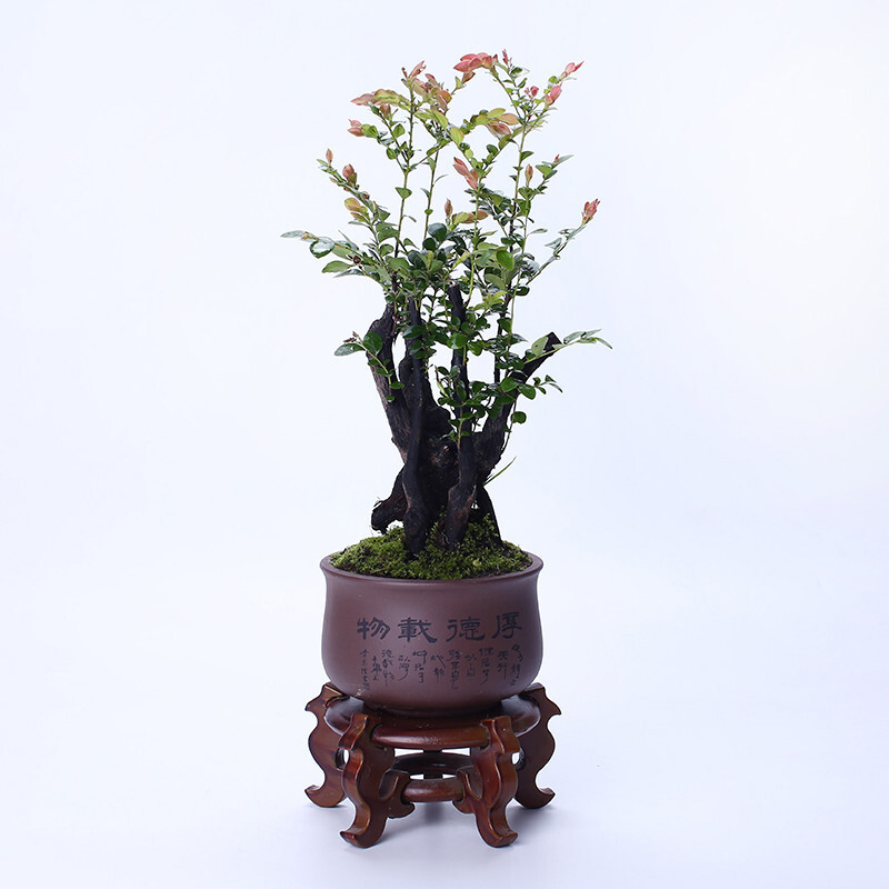小叶紫檀盆景树桩四季常青盆栽办公室内桌面绿植造型紫檀多头小叶紫檀 B款紫砂盆 虎窝购