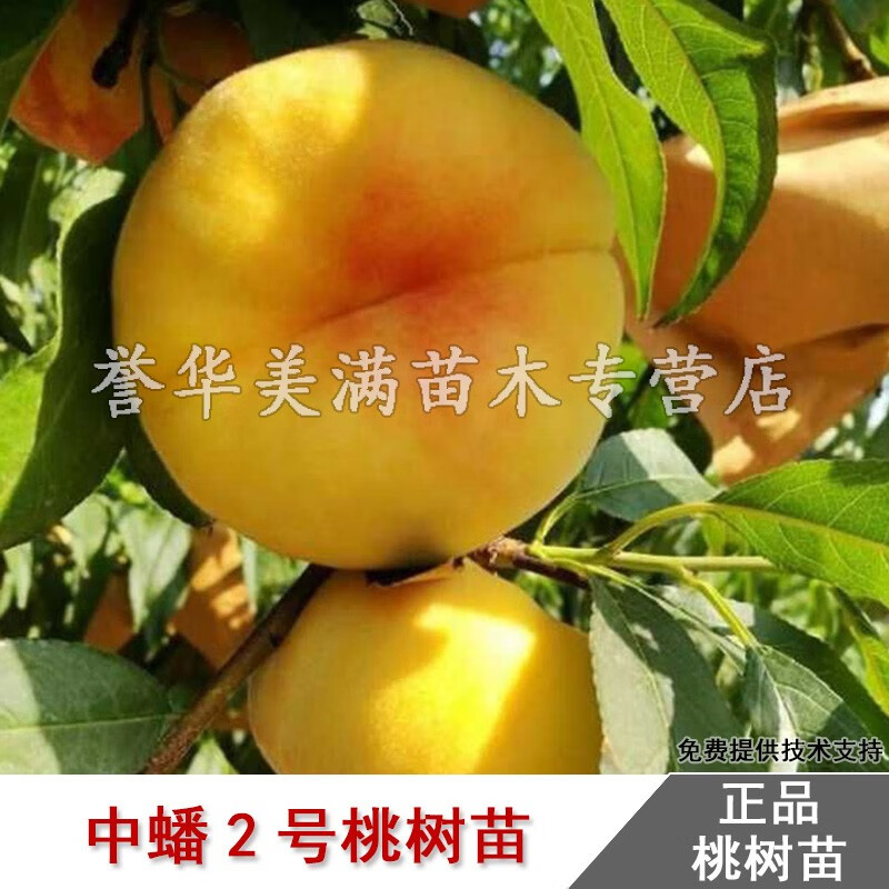 澈之畅嫁接中蟠2号桃树苗黄金毛蟠桃树苗二号黄肉蟠桃耐寒庭院种植
