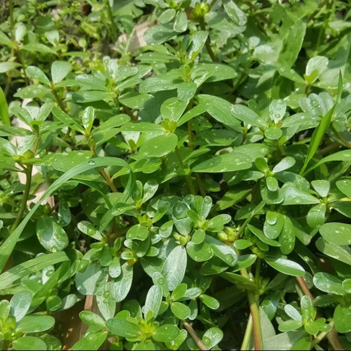 新鲜马齿苋野菜马蜂菜长命菜长寿菜整棵马齿苋带根五行草 2斤