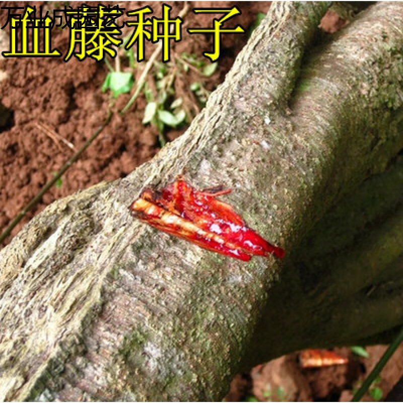 qcdd鸡血藤种子 大鸡血藤 林木攀援花卉多年生植物中药材 油麻藤种子1