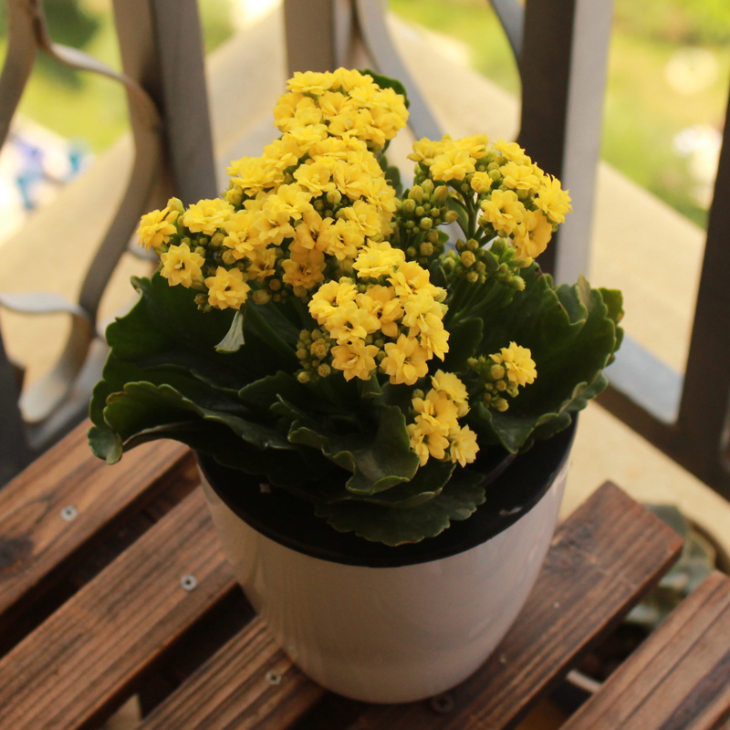 长寿花盆栽 盆栽 花卉绿植阳台盆景植物室内鲜花盆栽 黄色 吸水盆 含