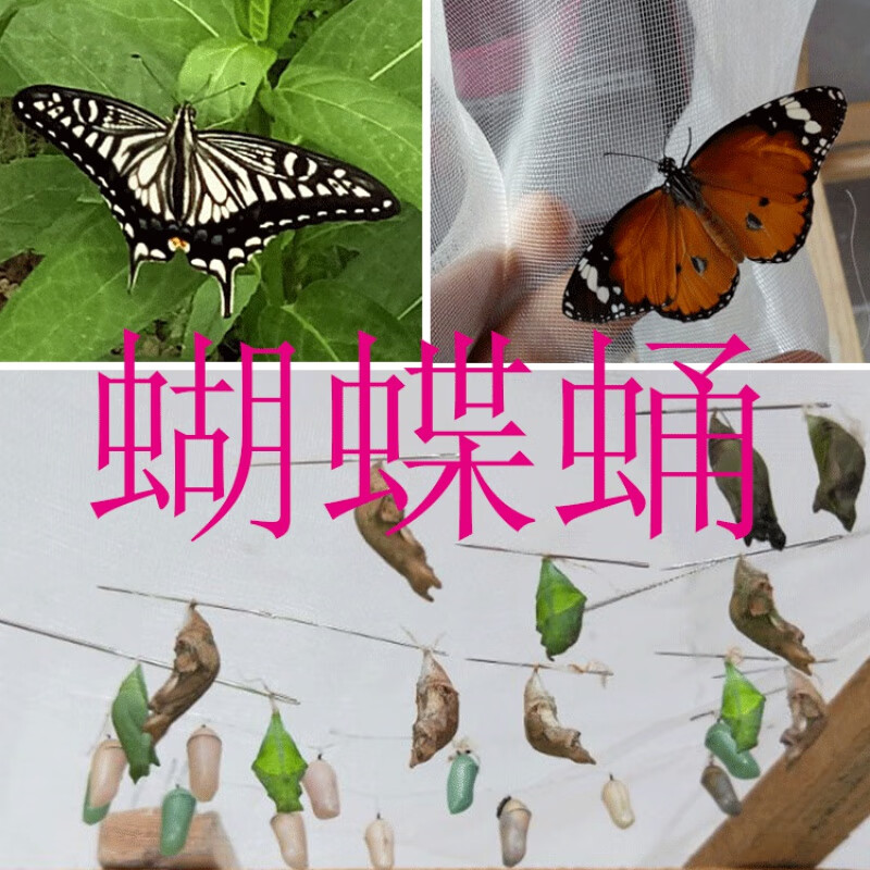 达泽侠蝴蝶幼虫真蝴蝶蛹活体蝴蝶婚礼放飞儿童饲养观察宠物蝴蝶蛹化蝶