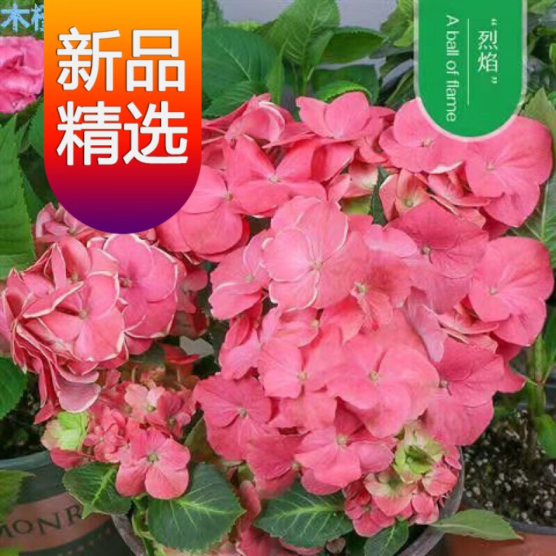无尽夏花卉植物室内花庭院四季开花 烈焰 普通绣球1棵