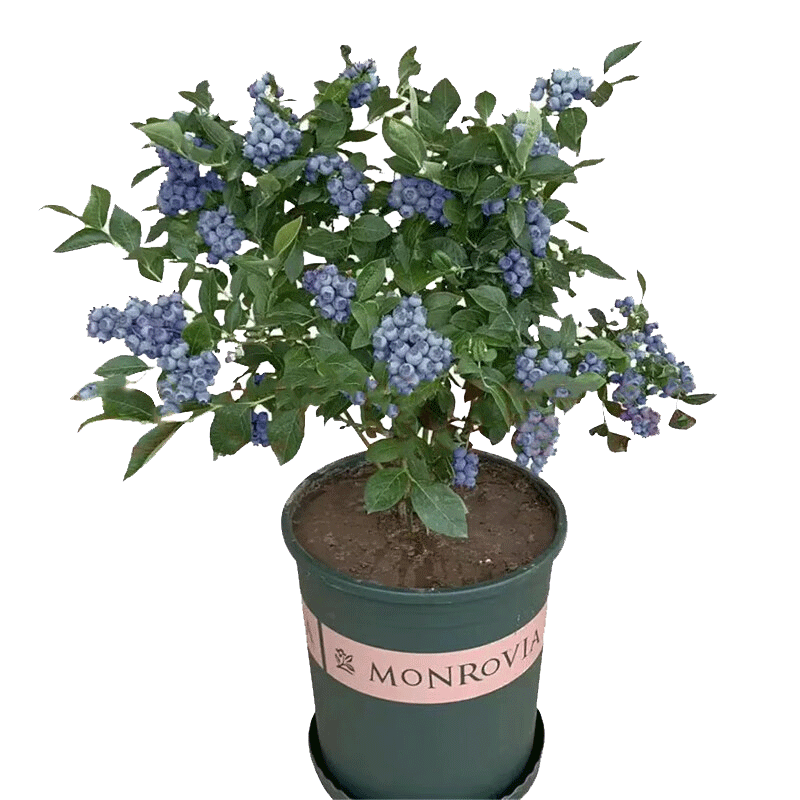 双盟蓝莓苗蓝莓树果苗北方南方种植四季果树绿宝石苗阳台盆栽源头直发