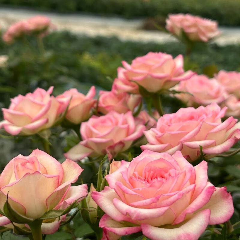 绿植花卉绿植花卉月季小玫瑰桌面盆栽室内办公室阳台新手净化美观花苞
