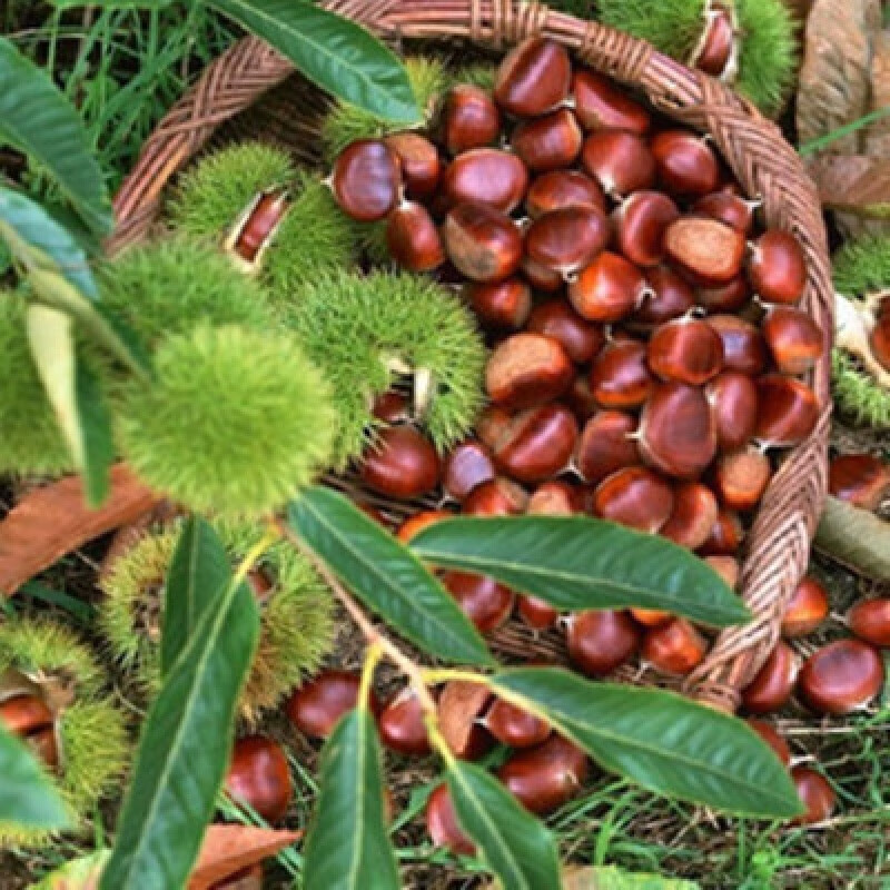 板栗树苗大红袍栗子南方北方地栽盆栽庭院种植当年结果苗 蜜蜂球【3