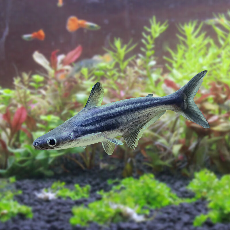 鲨鱼活鱼活体观赏鱼蓝鲨淡水大型鲨鱼宠物小鲨鱼鱼苗热带鱼凶猛鱼