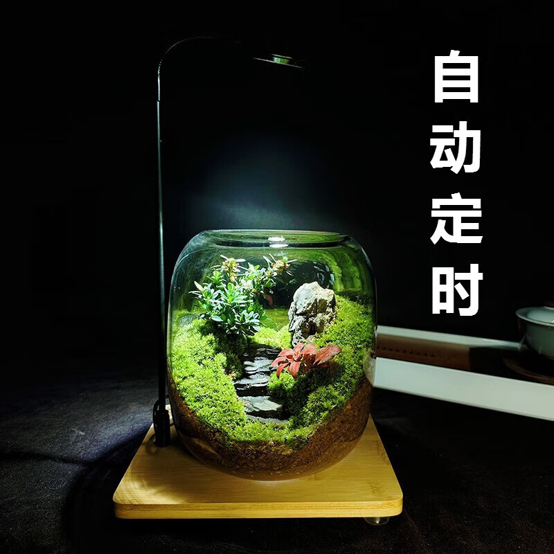 OIMG步步高升创意苔藓微景观摆件生态瓶办公室桌面绿植盆景礼物 步步高升+定时植物补光灯使用感如何?