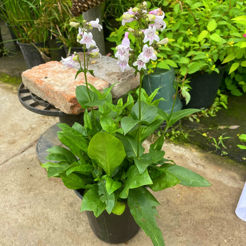 木繁花镜植物毛地黄钓钟柳吊钟柳 宿根多年生耐寒热庭院阳台四季花卉