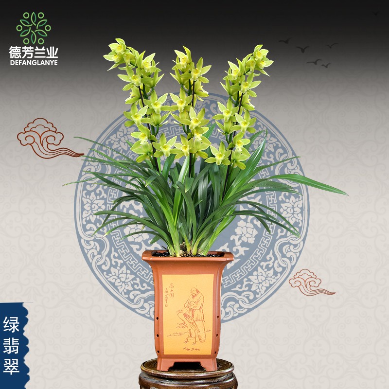 徳芳兰业兰花苗 冬季不带花苞 大花蕙兰绿翡翠 室内花卉 绿植盆栽好养