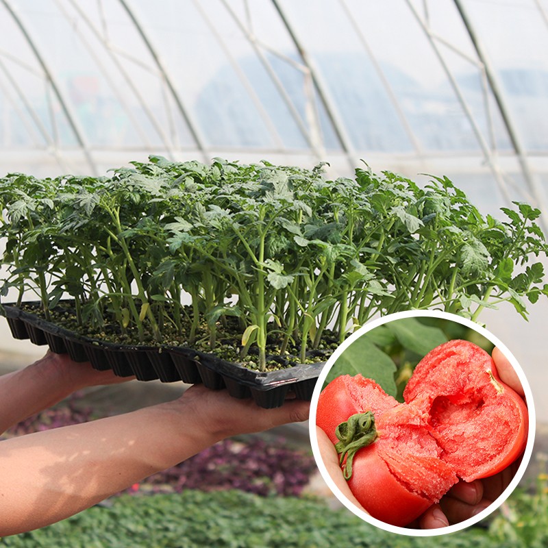 寿禾普罗旺斯西红柿种子孑沙瓤番茄苗盆栽水果早熟大四季阳台蔬菜秧苗