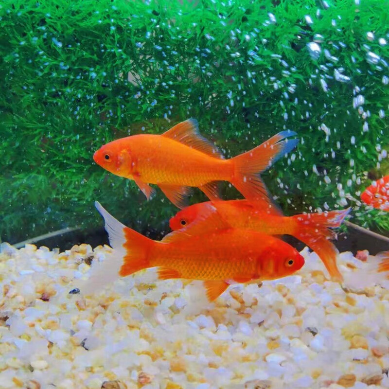 麦叮卡 金鱼 观赏鱼 冷水鱼 淡水鱼 练手活体鱼 红草金6条(6-8cm)