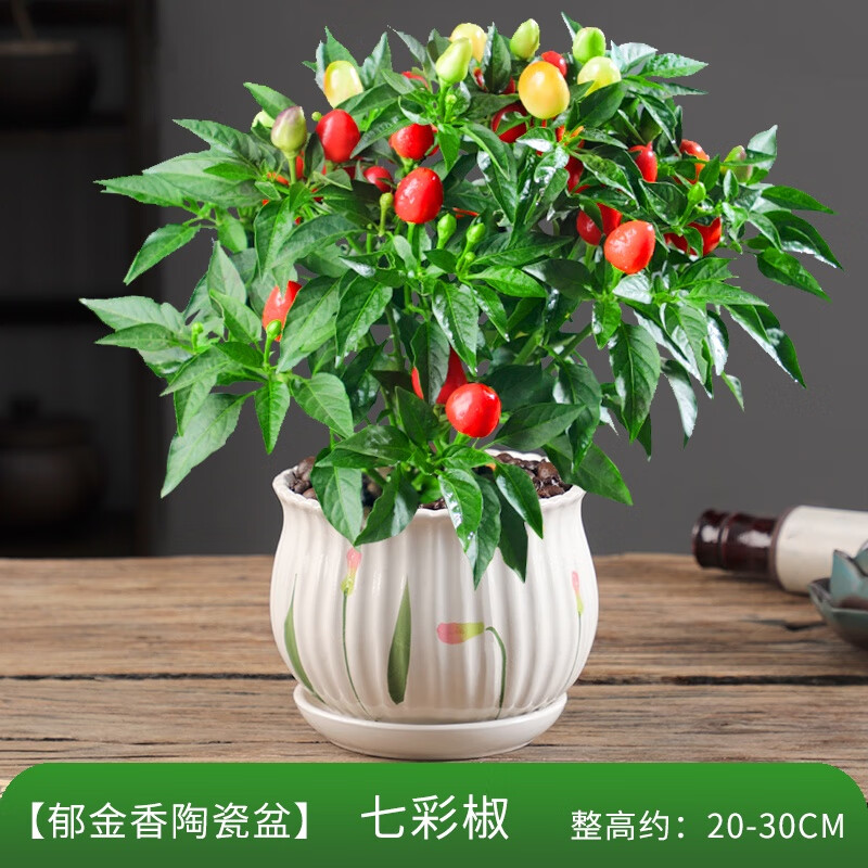 惜林園七彩辣椒盆栽小辣椒五彩椒樹(shù)苗帶果可食用新鮮植物好養活花卉綠植 七彩椒【郁金香陶瓷盆】 含盆