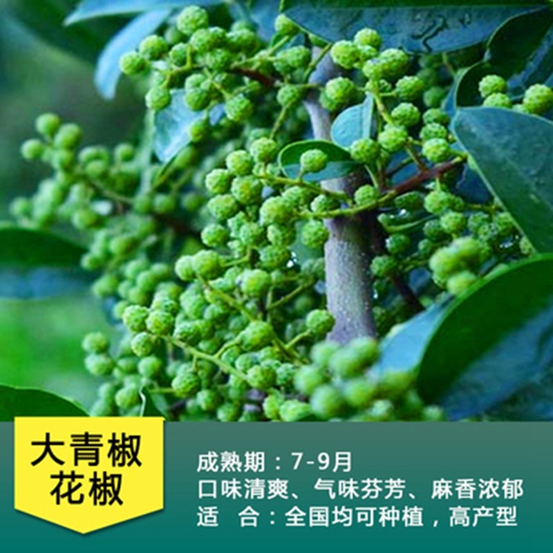 花椒树 相关京东优惠商品销量降序 价格图片品牌优惠券 虎窝购