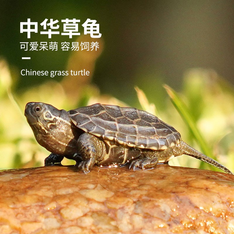 宠尚天小乌龟巴西龟儿童宠物活体活物学生红耳龟网红观赏中华草龟