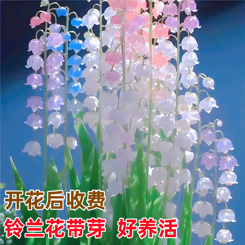 琼花玉叶进口铃兰驱蚊浓香型带芽带根四季开花室内阳台庭院盆栽易活