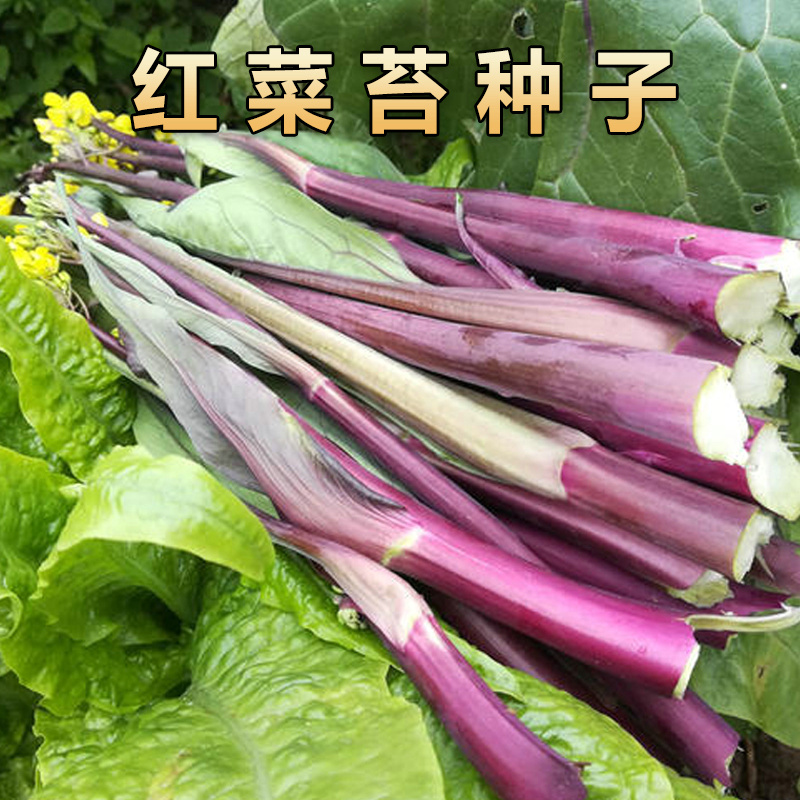 的居民 红菜苔种子紫菜苔白菜薹种籽盆栽四季播种蔬菜种孑高产红菜心