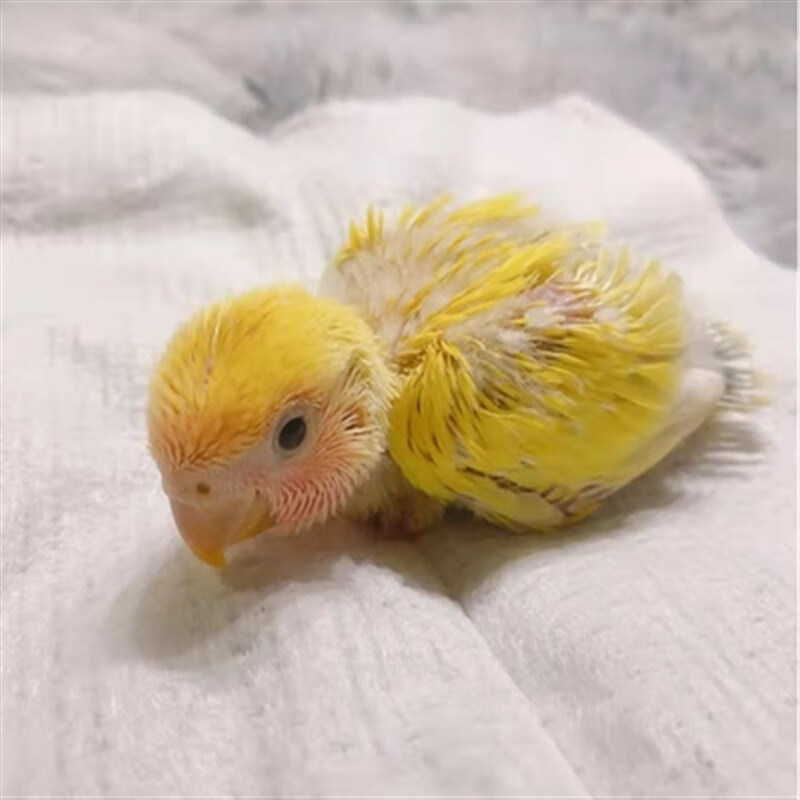 手养牡丹鹦鹉黄桃绿桃紫罗兰日本桃雏鸟宠物鸟活体半毛手玩鸟 黄桃