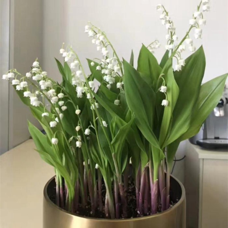 御春阁 德国铃兰花苗 当年开花铃兰种根 君影草 圣母之泪 铃兰苗盆栽