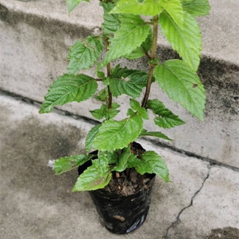 凉粉草苗  仙人草苗 烧仙草盆栽 凉粉草苗仙人草苗 4杯(带根原土发货)