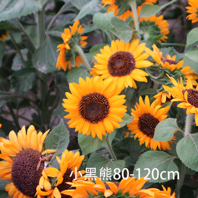 矮向日葵种子葵花仔庭院阳台盆栽花卉 四季播花籽花种 小黑熊5克约170