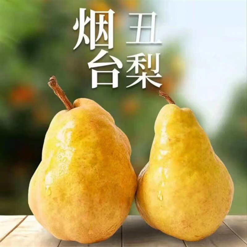 晨臻中华丑梨烟台水果新鲜胜太婆梨秋月香梨 5斤 大果实惠家庭装6-9个
