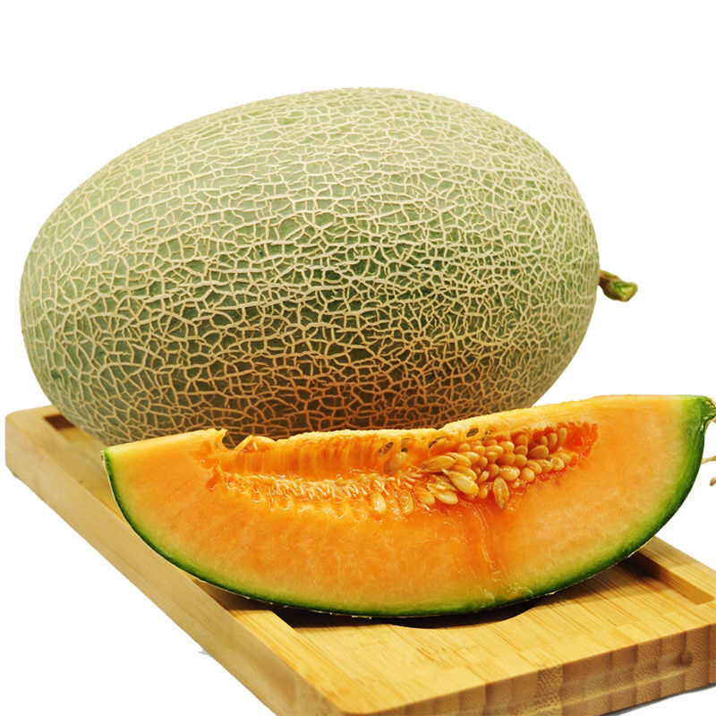现发哈密瓜25号甜瓜网纹瓜新鲜水果当季整箱新鲜脆甜瓜送礼 生鲜 2个