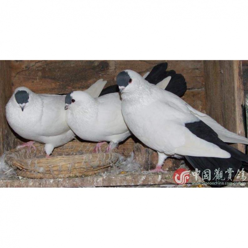 达泽侠店铺观赏鸽凤尾淑女秀两头乌信鸽两头红大鼻子鸽子活体 点子