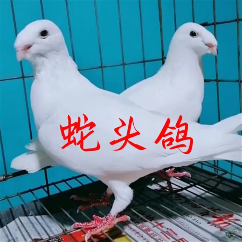 头型鸽蛇头鸽黄杠蛇头亮子蛇头宠物鸽子活物一对种鸽青年鸽 白蛇头