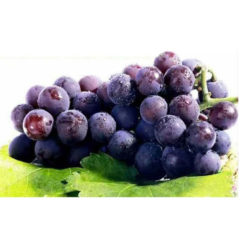 青尊园陕西户太八号葡萄当季新鲜葡萄新鲜孕妇水果沪太8号酸甜多汁 2