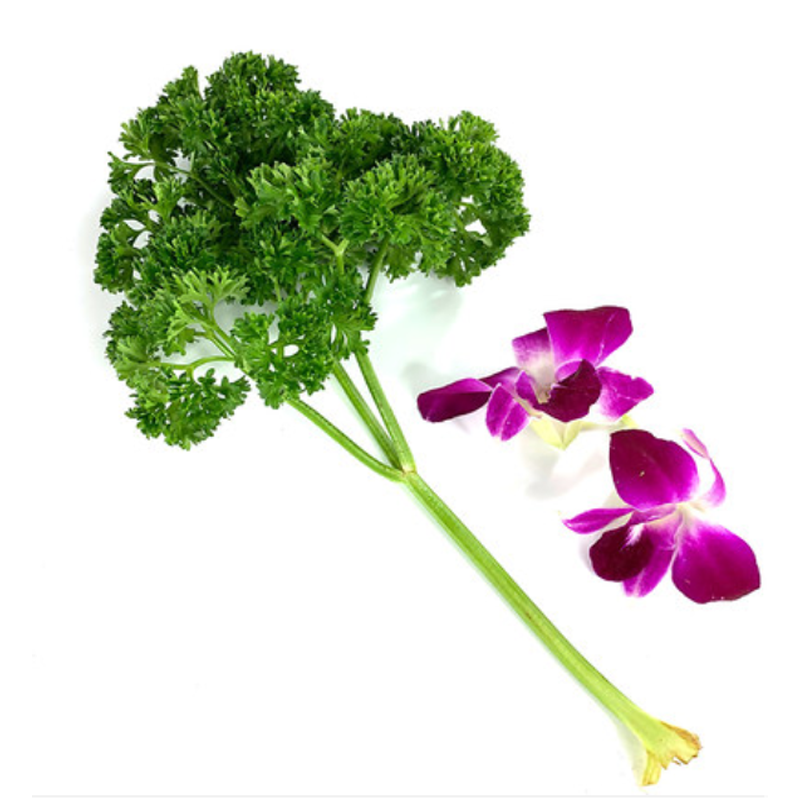 法香洋兰花组合酒店火锅摆盘装饰材料 新鲜杨兰花250g 荷兰芹250g