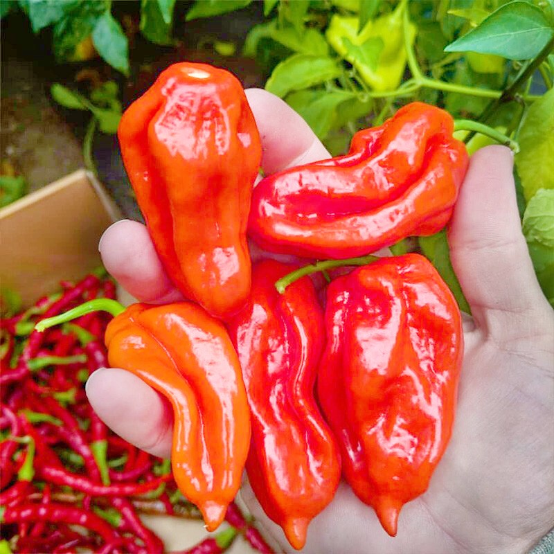农之子 魔鬼辣椒种子特辣魔辣超辣变态黄灯笼椒辣椒苗印度魔鬼椒涮涮
