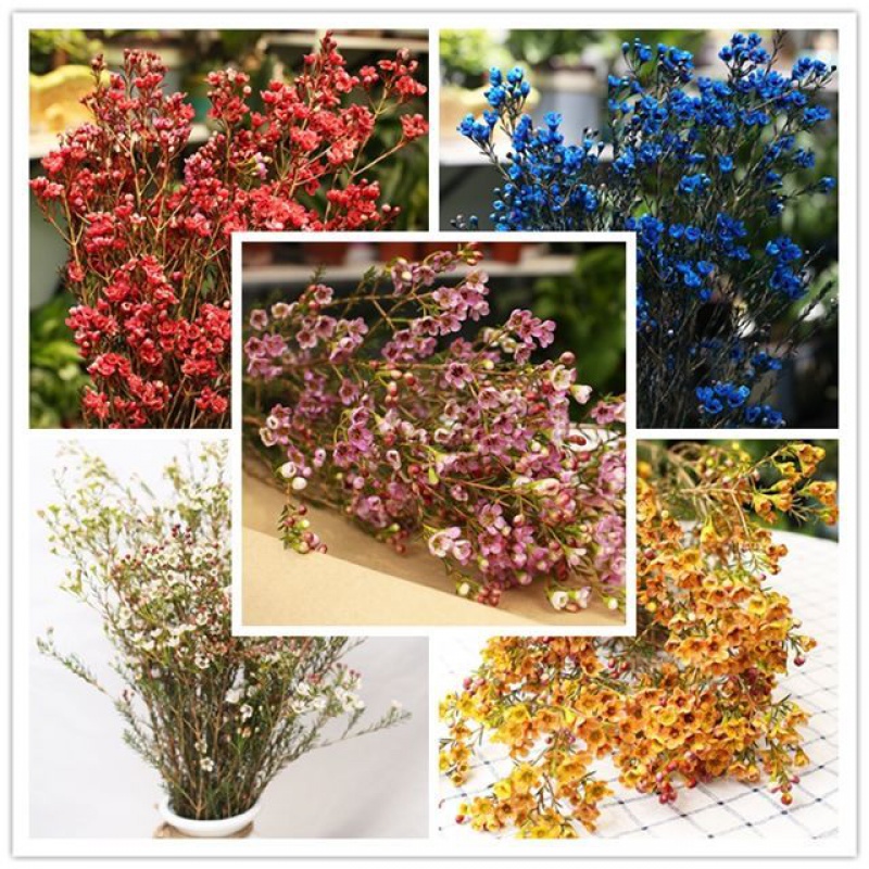 江影清澳洲腊梅鲜花云南基地直发梅花相思豆速递同城家用水养花昆明