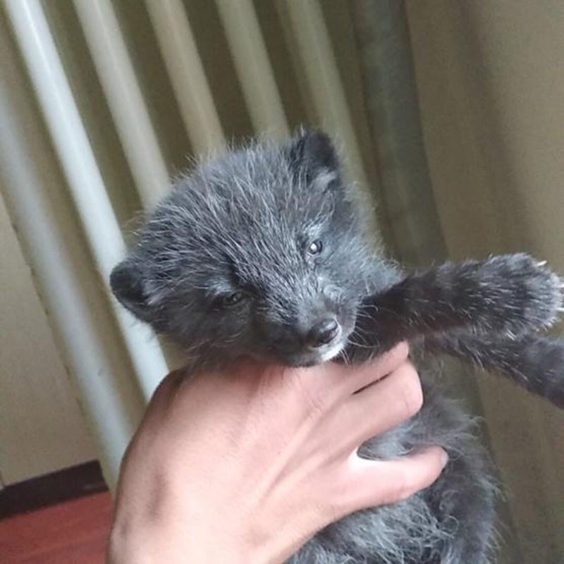 狐狸活体幼崽雪狐白狐白化熊猫狐宠物狐狸活物幼宠 雪色白狐 蓝狐幼崽