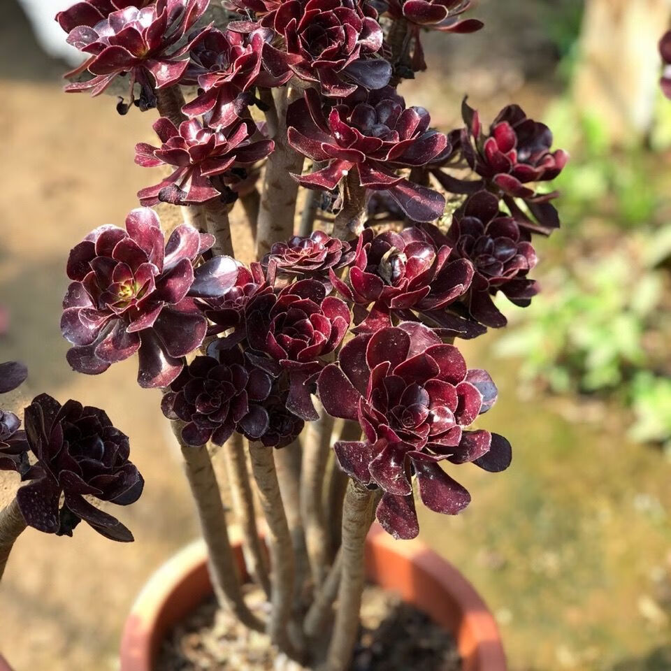 clcey老桩黑法师多肉植物超大颗多头花卉盆栽基地直发 小黑豆12头以上