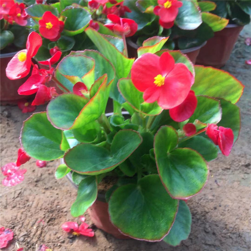 四季开花海棠 玻璃翠重瓣丽格海棠 带花发货室内盆栽四季开花 绿叶四