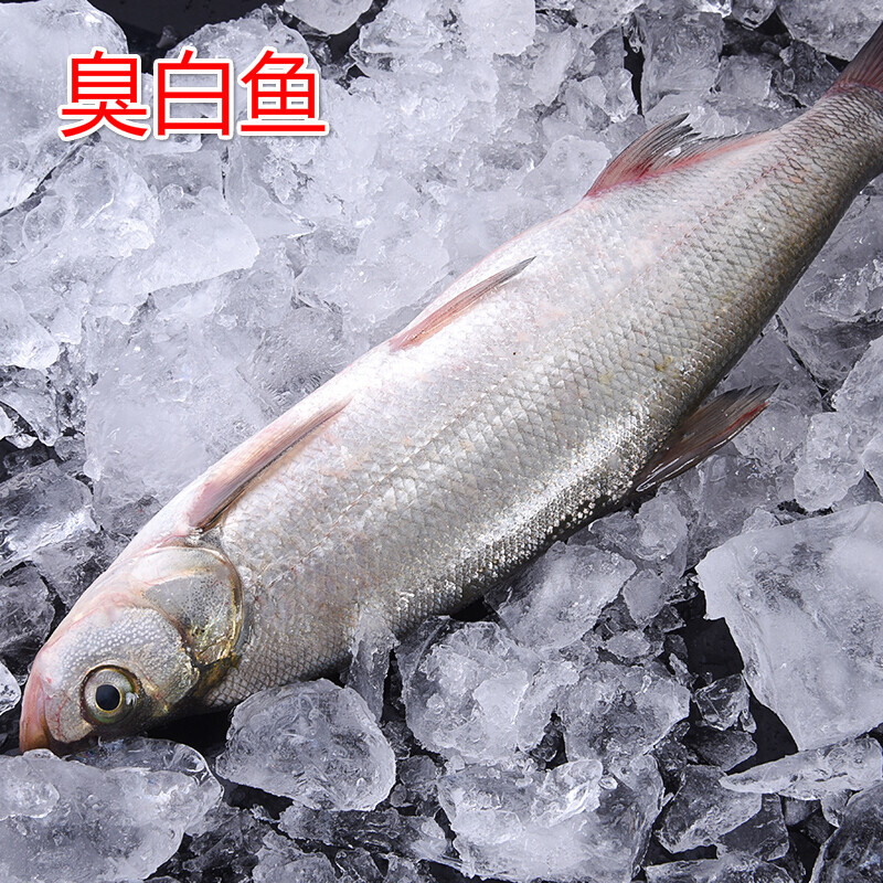 伯贤新鲜臭白鱼1.2斤左右一条活杀白水鱼撅嘴鱼白条鱼刁子水产净膛 1.