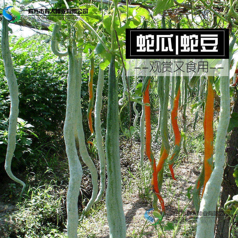 【梦里丹】蛇豆种子蛇瓜种子蛇豆角种子蛇豆角种子爬藤蔬菜种子阳台栽