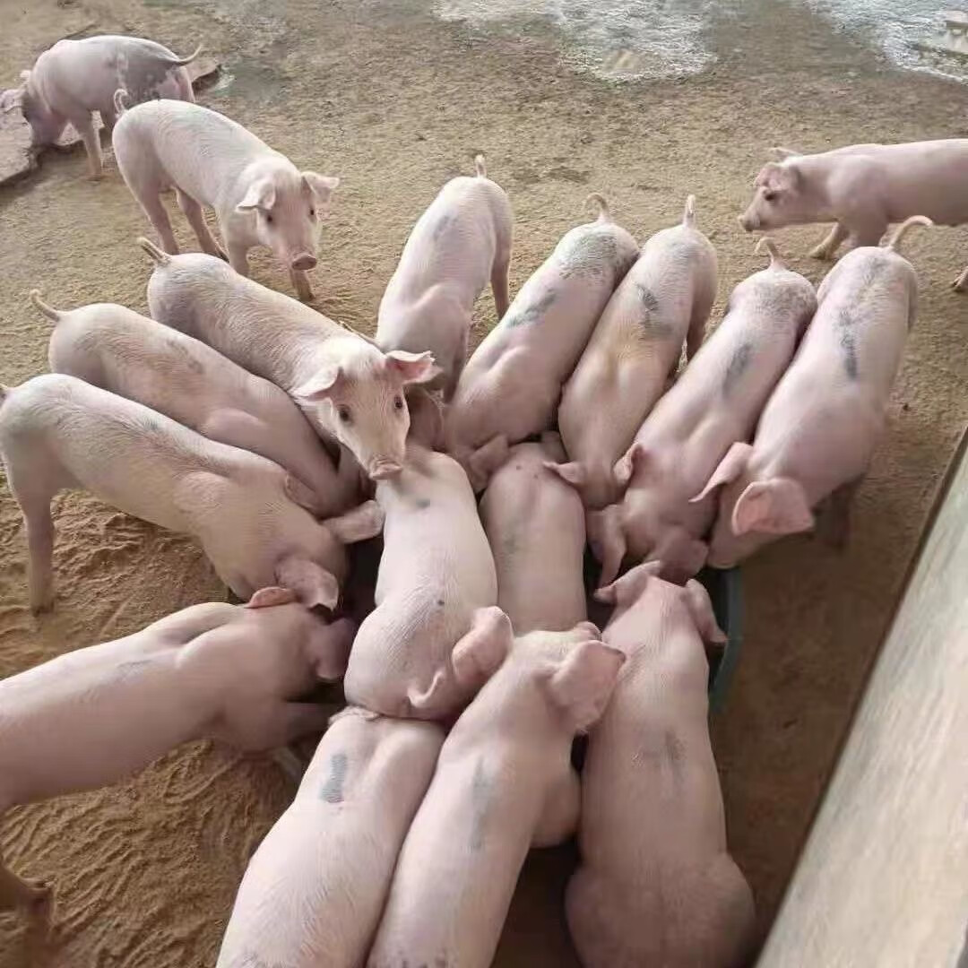 正宗土白猪苗育肥猪猪仔活苗种母猪猪仔猪苗自家吃肉养殖幼崽