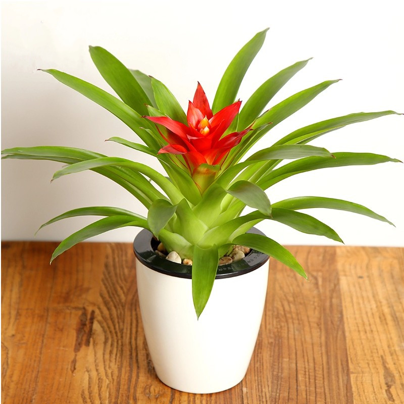 嘉岩嘉岩 鸿运当头绿植盆栽花卉植物室内客厅水培红星凤梨水养卉花 单