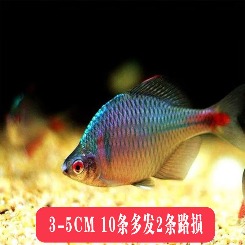 小型温和群游观赏鱼淡水冷水鱼好喂食易活原生四方皮鱼高体鳑鲏鱼 成